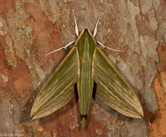 Cechetra subangustata