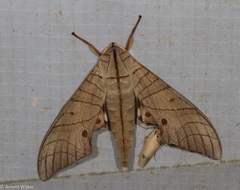 Marumba sperchius