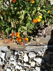 Aglais caschmirensis