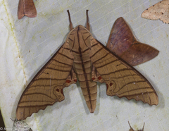 Marumba tigrina