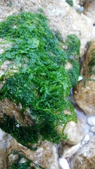Ulva compressa