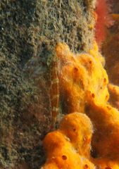 Bovichtus angustifrons