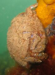 Austrodromidia octodentata