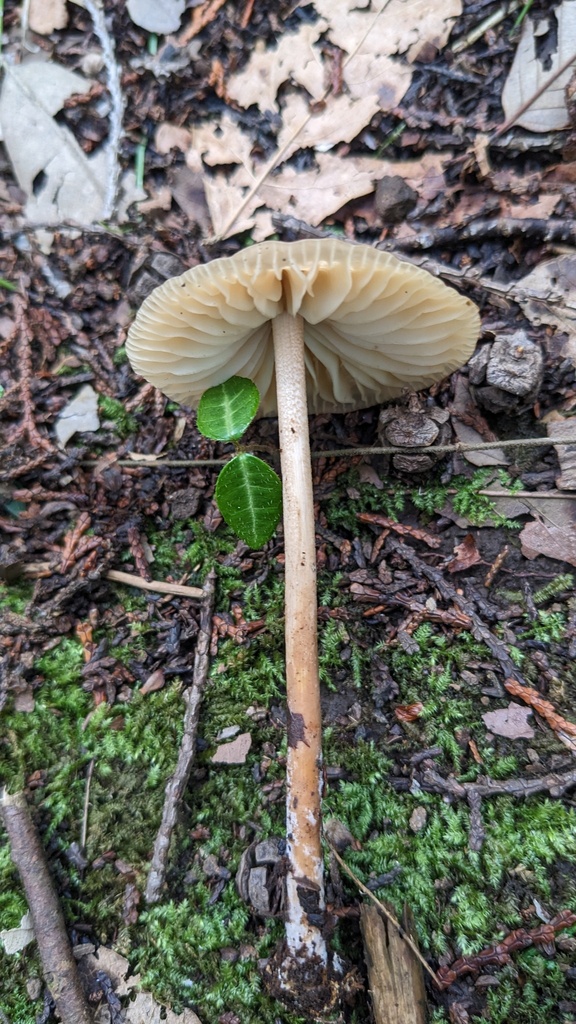 Marasmius maximus