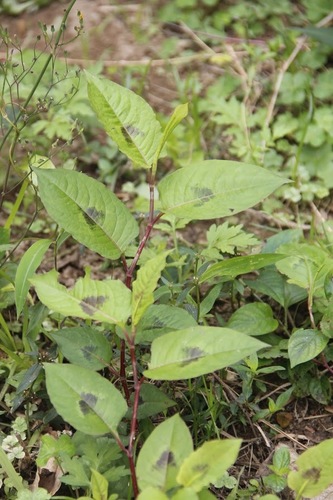 Persicaria chinensis