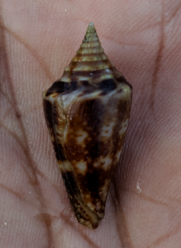 Conasprella lentiginosa