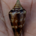 Brown-flamed Cone - Photo (c) Shaunak Modi, some rights reserved (CC BY-NC-ND), uploaded by Shaunak Modi