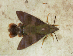 Macroglossum corythus