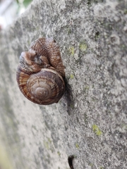 Helix lucorum