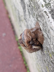 Helix lucorum