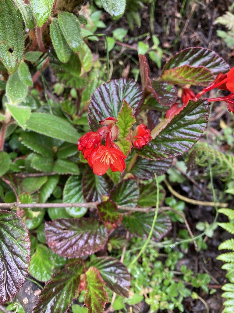 Begonia hirta