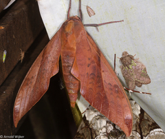 Clanis undulosa gigantea