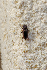 Notiophilus quadripunctatus