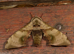 Daphnusa ocellaris