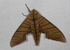 Marumba tigrina