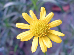 Senecio inaequidens