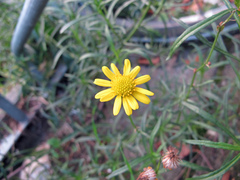 Senecio inaequidens