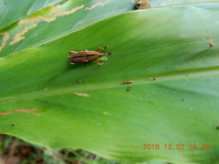 Sphenocorynes kosempoensis