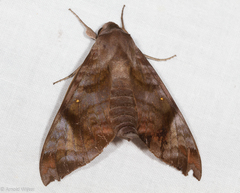 Acosmeryx pseudonaga