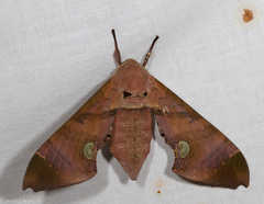 Daphnusa ocellaris