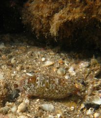 Eumalacostraca