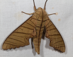 Marumba tigrina