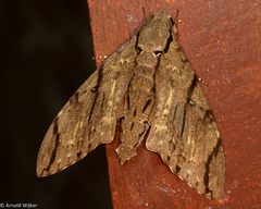 Cerberonoton rubescens