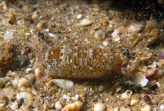 Eumalacostraca