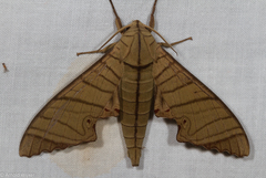 Marumba tigrina