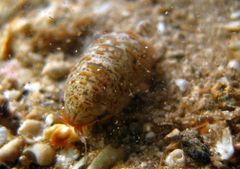 Eumalacostraca