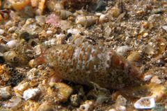 Eumalacostraca