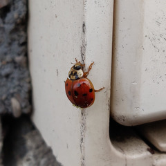 Harmonia axyridis