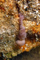 Baseodiscus delineatus