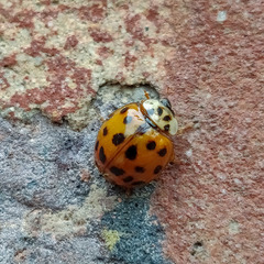 Harmonia axyridis