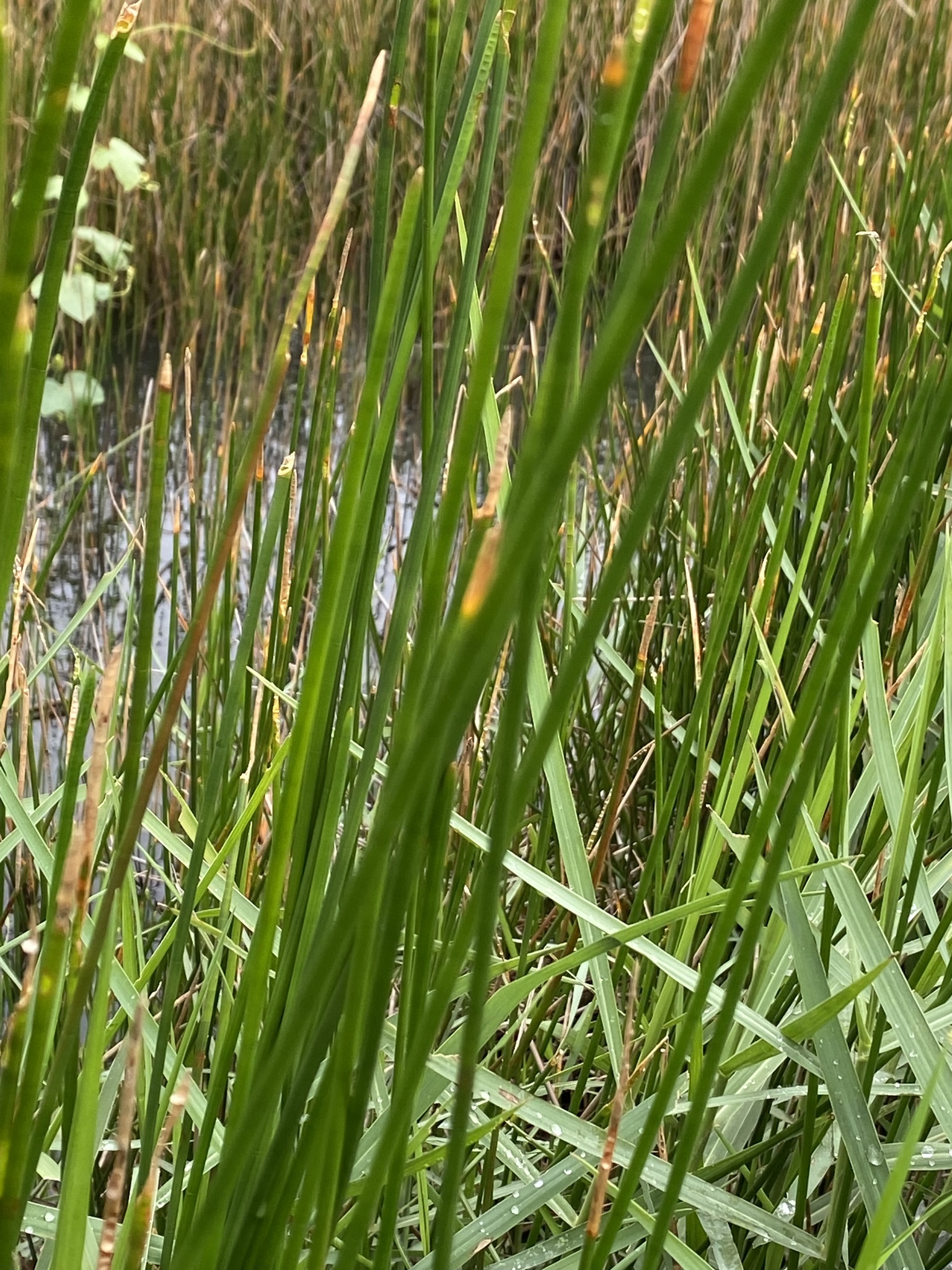 Củ Mã Thầy (Eleocharis dulcis)