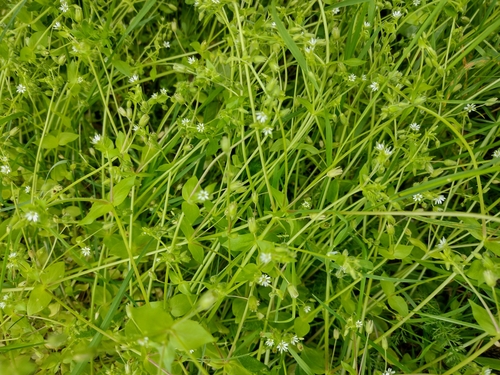 hviezdica rumovisková (Stellaria ruderalis)