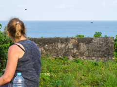 Psittacus erithacus princeps