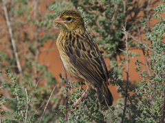 Yellow Bishop photo 2