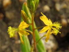 Bulbine abyssinica