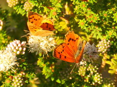 Chrysoritis chrysaor