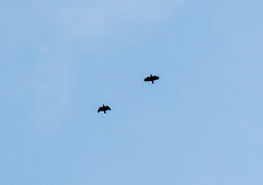 Psittacus erithacus princeps