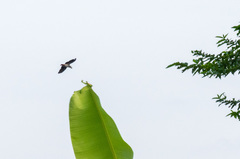 Psittacus erithacus princeps