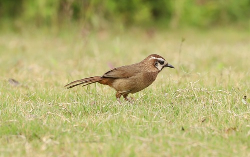 White-browed Laughingthrush (Pterorhinus sannio), photo 9