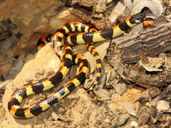 Homoroselaps lacteus