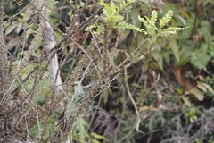 Zanthoxylum avicennae