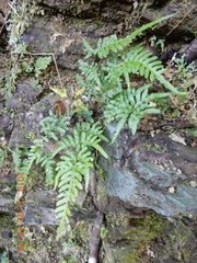 Pteris dispar