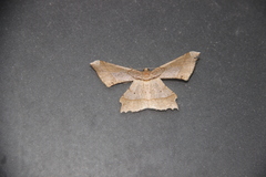 Krananda latimarginaria