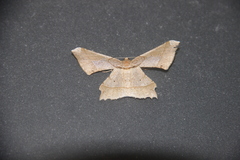 Krananda latimarginaria