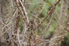 Zanthoxylum avicennae