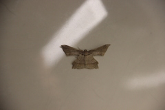 Krananda latimarginaria